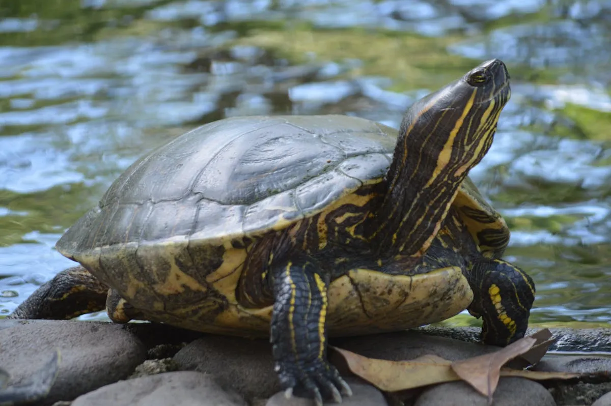 Velge erotisk julekalender